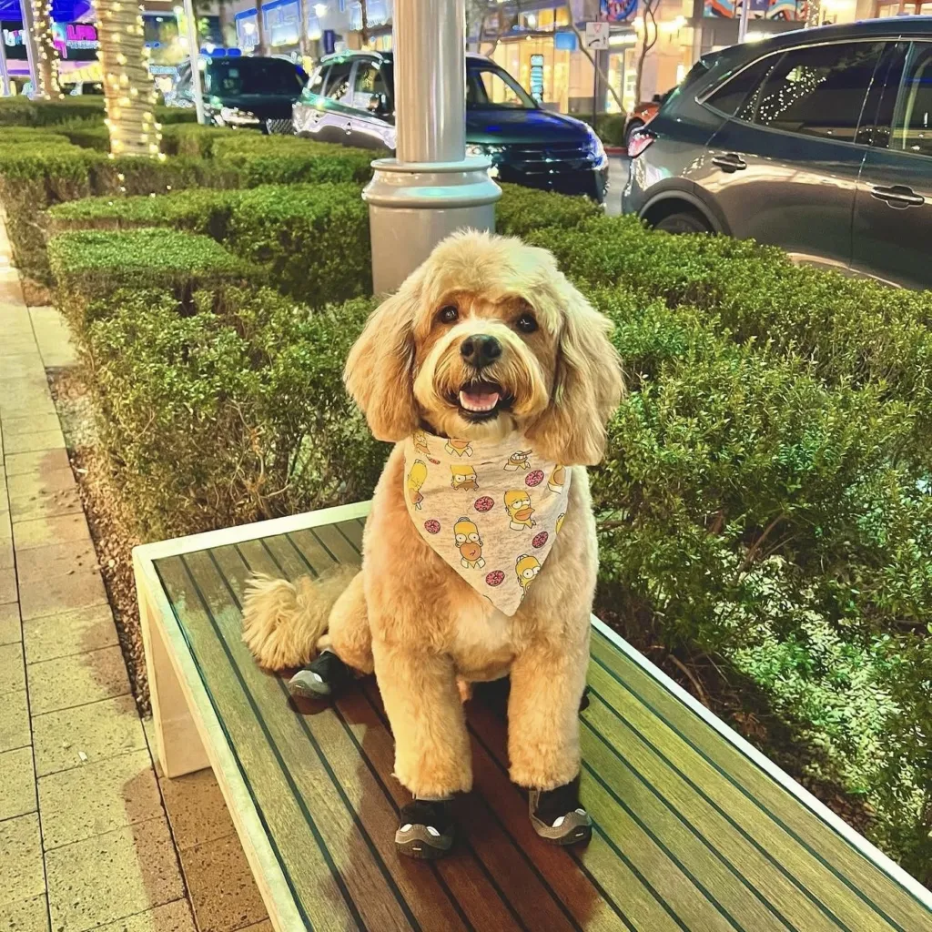 A fluffy brown dog with a patterned bandana and black booties sits on a bench at night, surrounded by green bushes and parked cars, with city lights in the background.