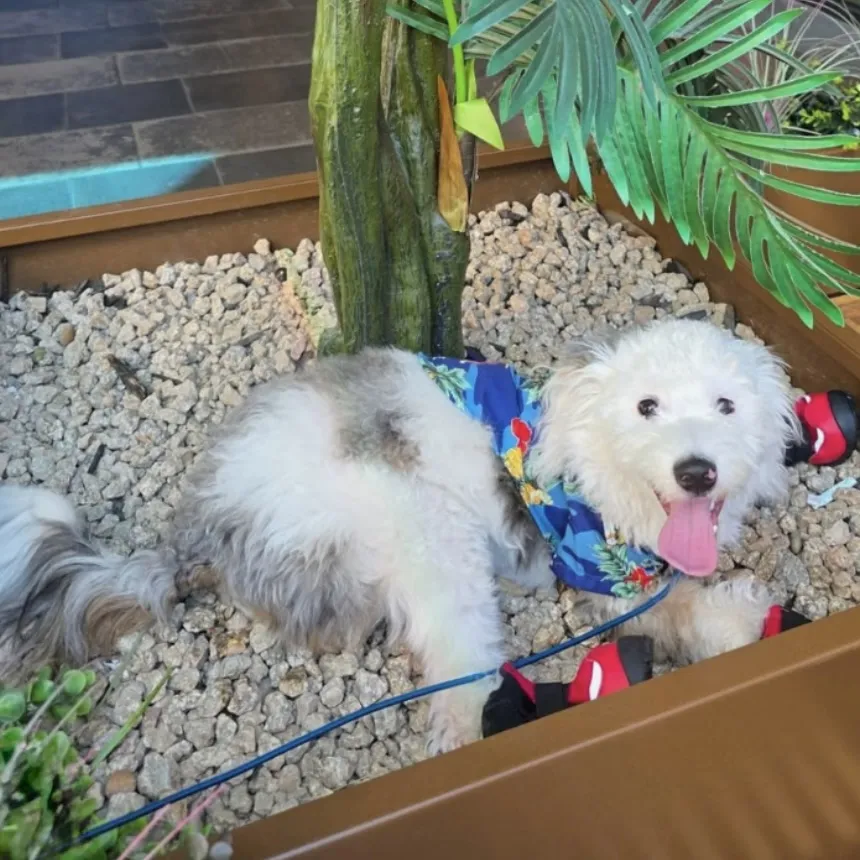 A fluffy white dog with gray patches, wearing a blue shirt and red shoes, lies on gravel beside a plant, looking up with its tongue out.