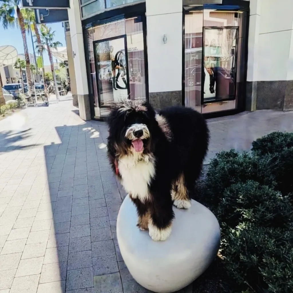 A fluffy black and white dog stands with its front paws on a large white stone in an outdoor shopping area, with sunlight casting shadows on the pavement.