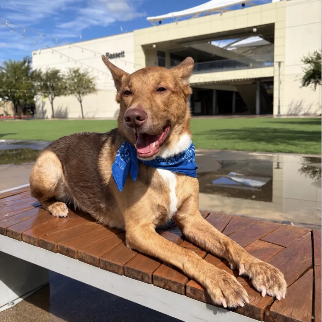 A brown dog wearing a blue bandana lies on a wooden bench in a sunny outdoor area, with green grass and a modern building in the background.