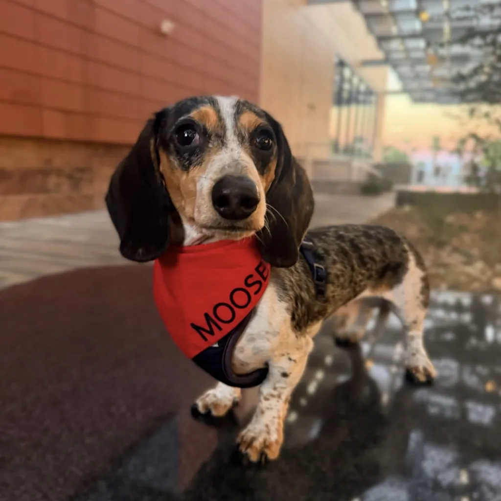 A small, black and brown dachshund wearing a red bandana labeled MOOSE stands looking at the camera, with a blurred background of buildings and outdoor patio.